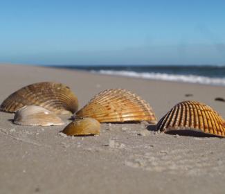 Shells on Alabama's Beaches