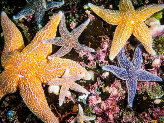 Colorful Starfish on underwater reef