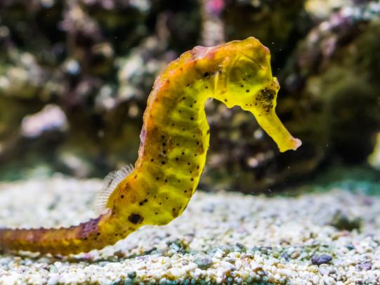yellow seahorses on the ocean floor