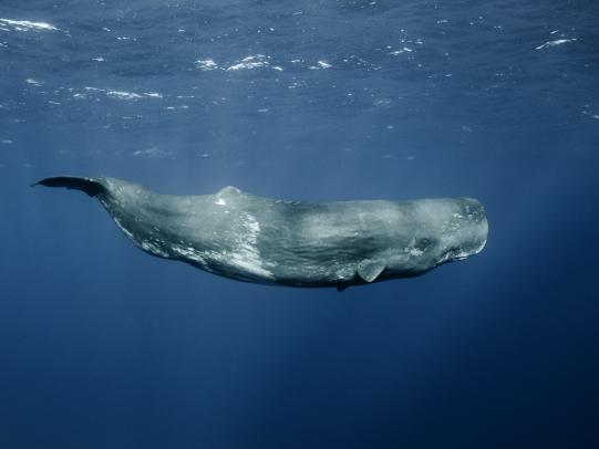 Whale Offshore