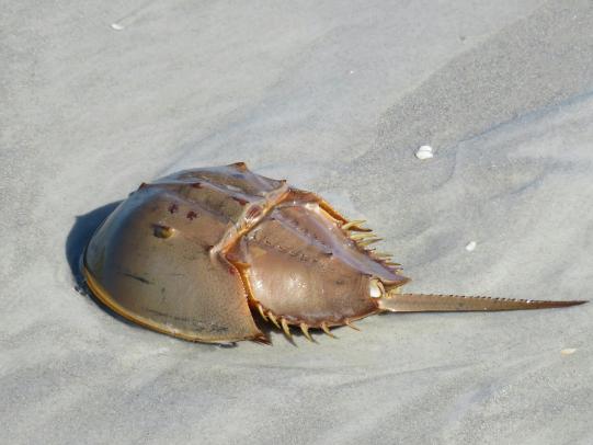 Horseshoe Crab on the beach