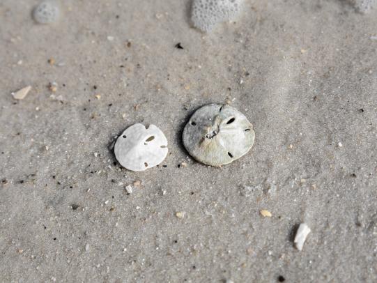 Sand dollars on the beach in Gulf Shores