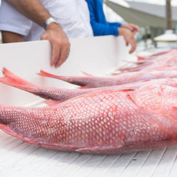 Red Snapper Fishing Charter in Orange Beach
