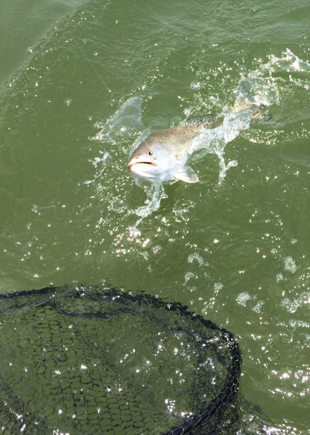 What's Biting How to fish in the wind Gulf Shores & Orange Beach