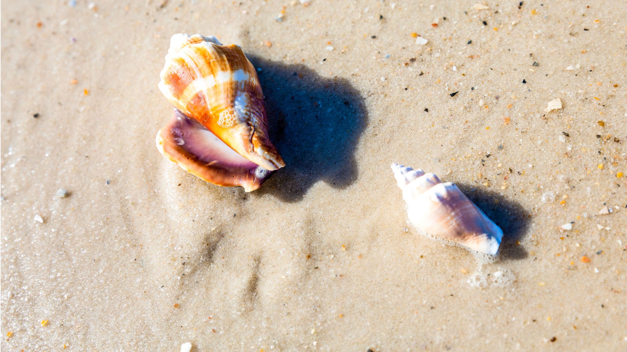 Shelling Guide in Lovers Key, Florida