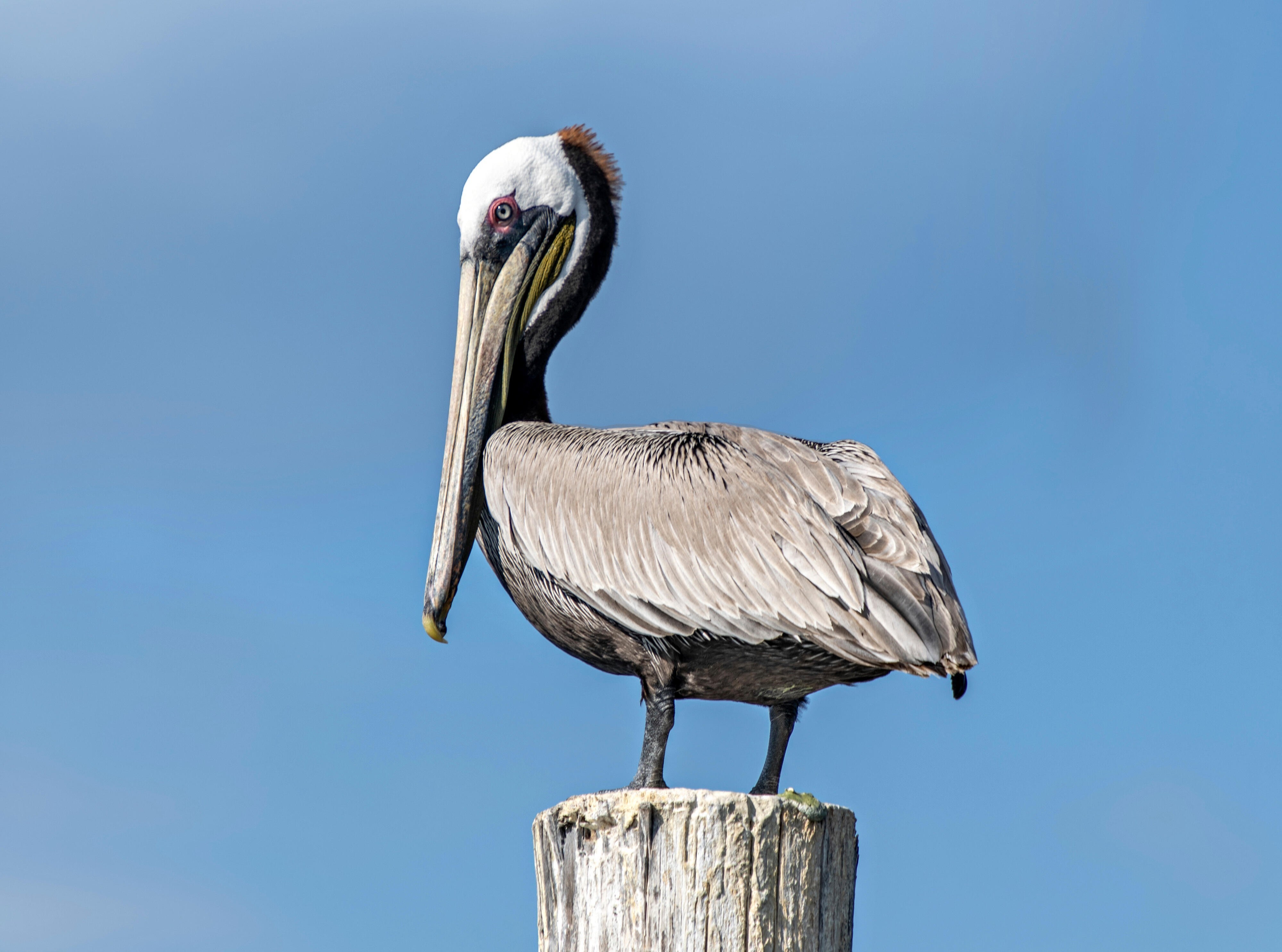 Pelican on Alabama's Beaches