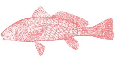 Red fish