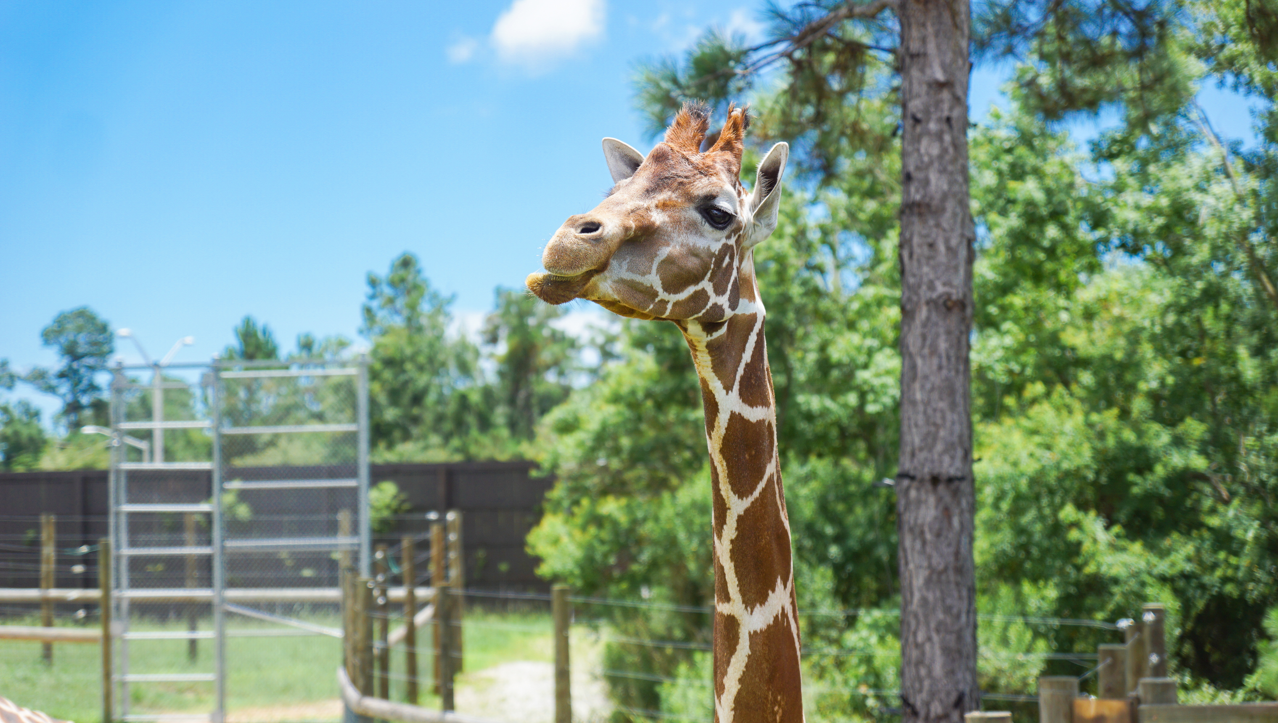 Giraffe at the Alabama Gulf Coast Zoo