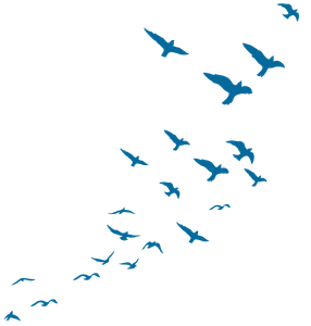 birds