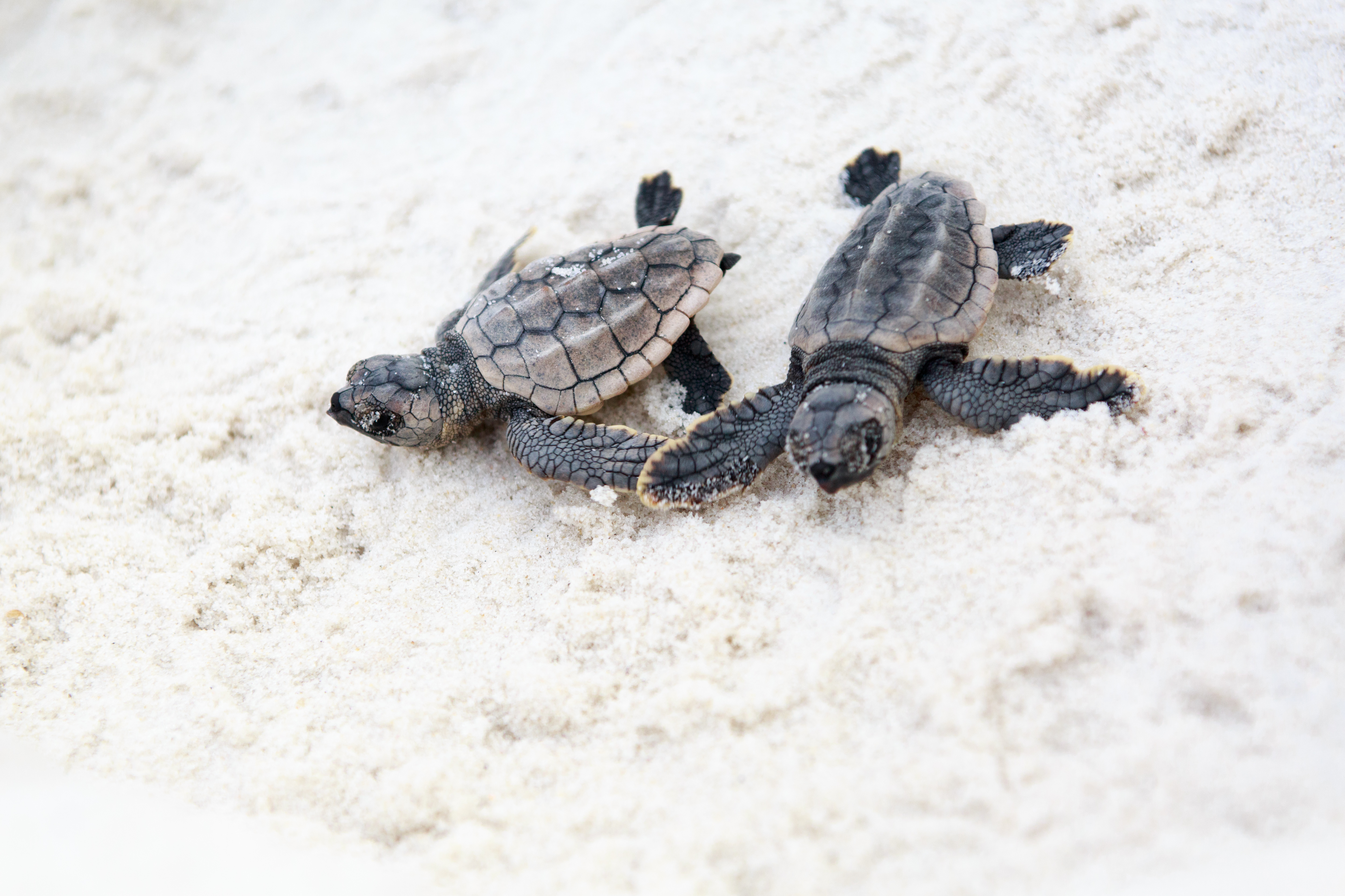 Sea Turtle Babies