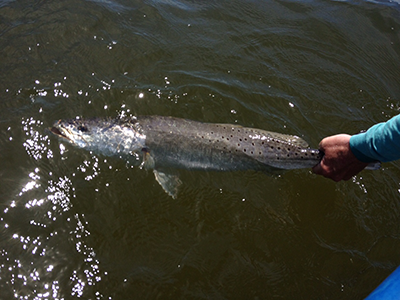 Speckled trout Gulf Shores & Orange Beach