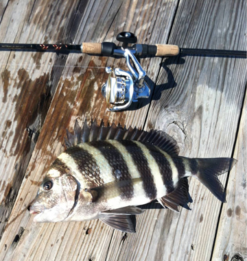 sheepshead fish