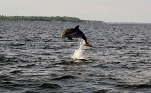 CC Dolphin Cruise