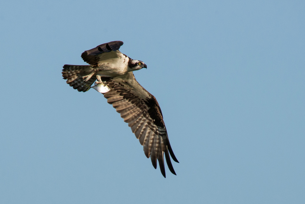 Look to the sky to see several species of birds native to the area, including herons, ospreys, and eagles.