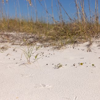 Bird footprints and sea oats on the beach in Orange Beach