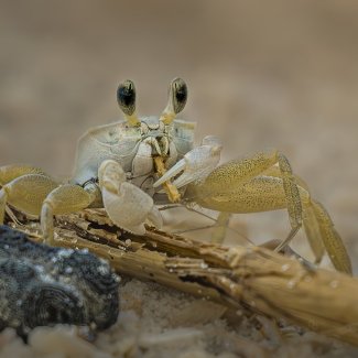 Tiny ghost crab on the beach in Orange Beach