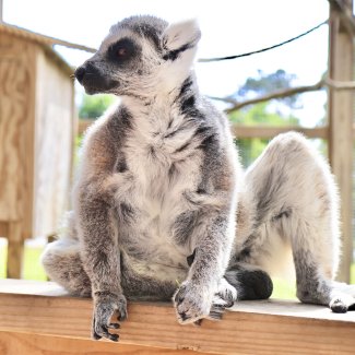 lemur at the alabama gulf coast zoo in gulf shores