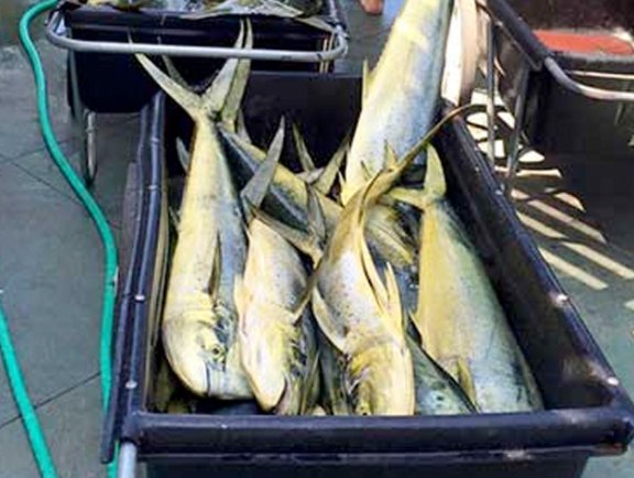 Mahi Mahi Orange Beach Al