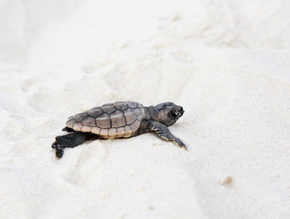 Sea Turtle