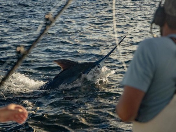 Marlin Fishing Orange Beach