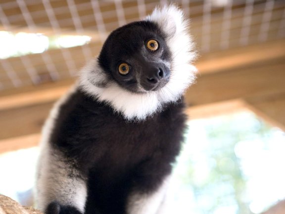 Alabama Gulf Coast Zoo Lemur Encounter