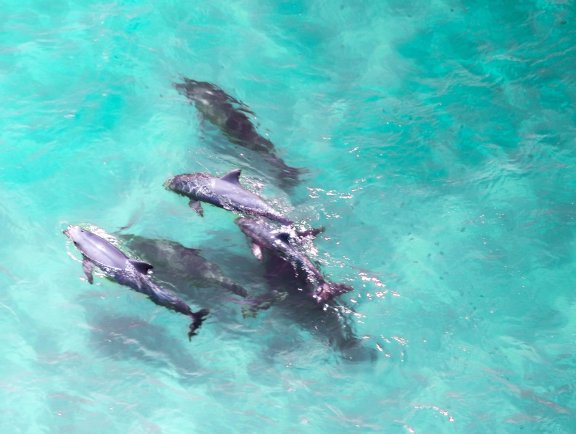 Dolphins in the Gulf of Mexico