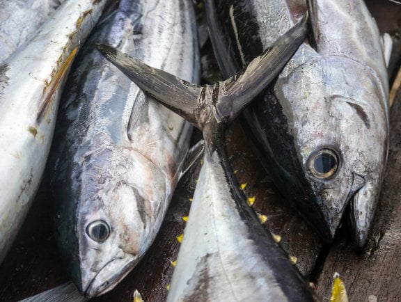 Yellowfin Tuna caught on boat