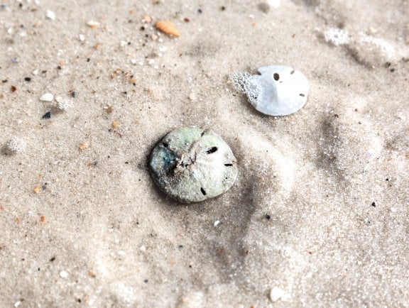 Sand Dollars on the beach in Gulf Shores, shelling on Alabama's Beaches