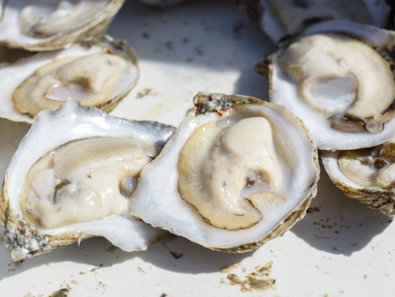 Fresh Gulf oysters at Fort Morgan Oyster Fest 