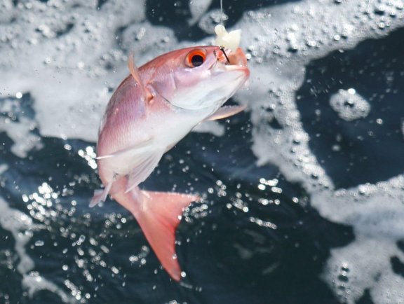Vermillion snapper being reeled in while offshore fishing in the Gulf