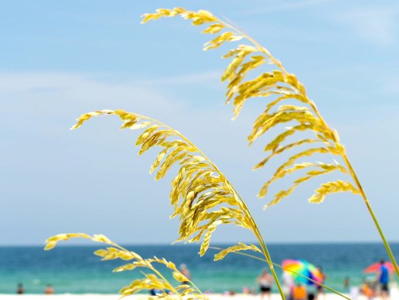 sea oats on the beach in gulf shores