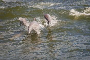 dolphin swimming in Orange Beach Al