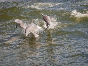 dolphin swimming in Orange Beach Al