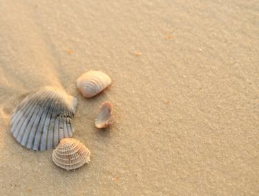 Orange Beach Seashells