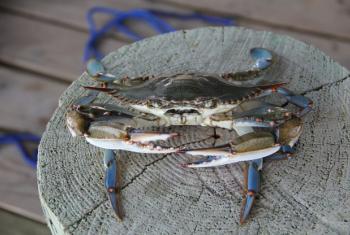 Blue Crab on alabama Gulf Coast