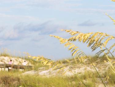 Sea Oats along Alabama Gulf Coast
