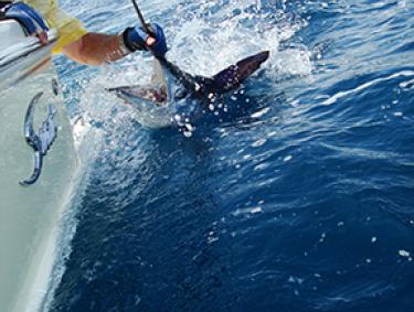 Swordfish in Orange Beach AL