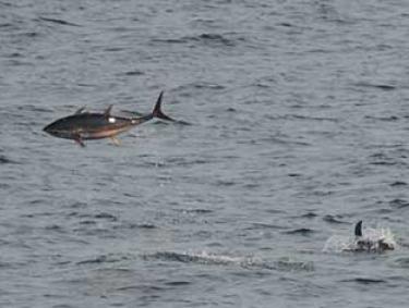 Tuna Fish off Alabama Gulf Coast