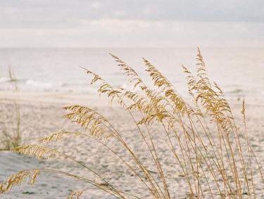 Sand dunes in Gulf Shores, AL