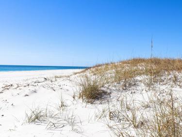 Sand dunes protecting Alabama's beaches