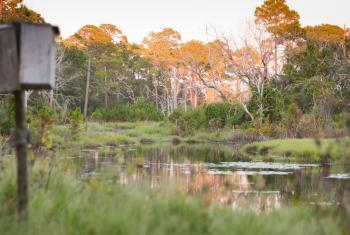 Freshwater swamps at Bon Secour National Wildlife Refuge