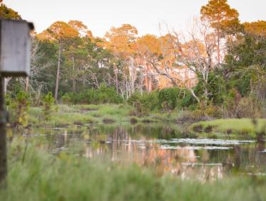 Freshwater swamps at Bon Secour National Wildlife Refuge