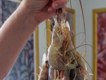 Fresh Gulf shrimp