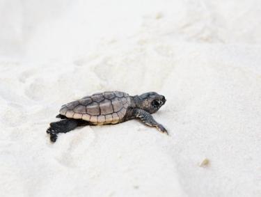 Sea Turtle