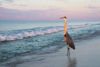 Heron Gulf Shores