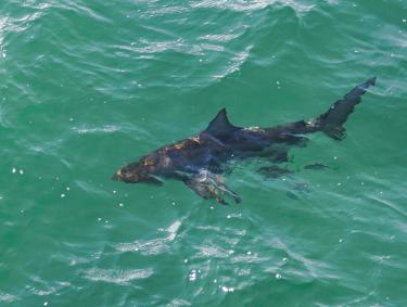 Shark off of Gulf State Park Pier