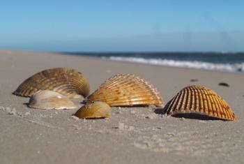Shells on Alabama's Beaches