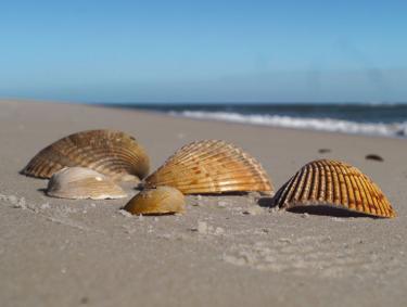 Shells on Alabama's Beaches