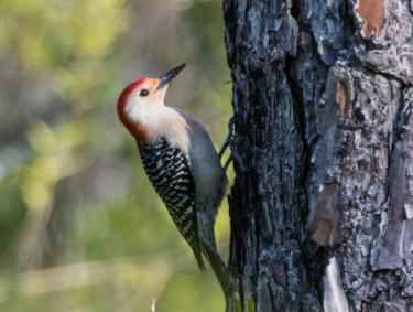 Birding in Gulf State Park