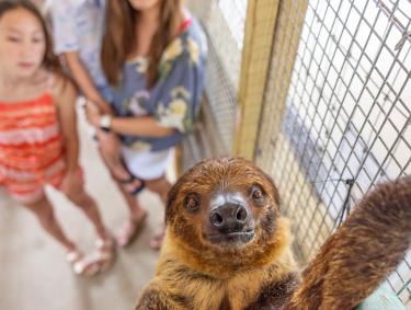 Alabama Gulf Coast Zoo Sloth Encounter